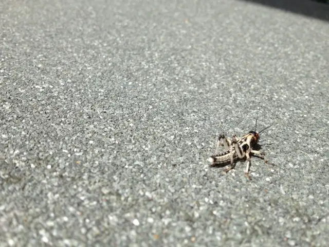 Cricket-Control--in-Happy-Valley-Oregon-Cricket-Control-29731-image