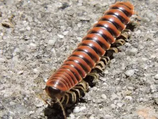 Millipede-Removal--in-Boring-Oregon-Millipede-Removal-41670-image