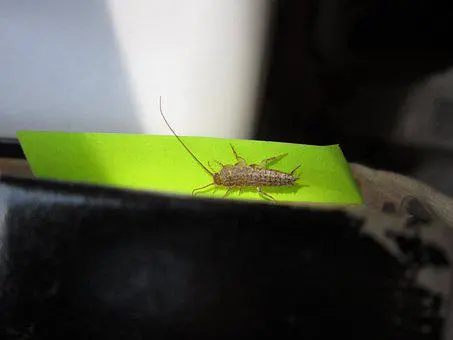 Silverfish-Removal--in-Aurora-Oregon-Silverfish-Removal-32201-image