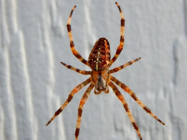 Spider-Removal--in-Corbett-Oregon-Spider-Removal-4242-image