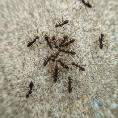 Ant-Control--in-Amity-Oregon-ant-control-amity-oregon.jpg-image