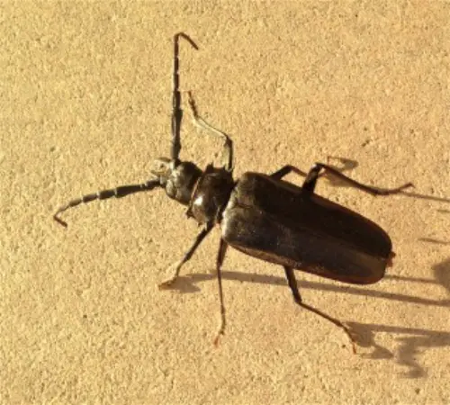 Beetle-Control--in-Manning-Oregon-beetle-control-manning-oregon.jpg-image