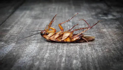 Cockroach-Removal--in-Eagle-Creek-Oregon-cockroach-removal-eagle-creek-oregon.jpg-image