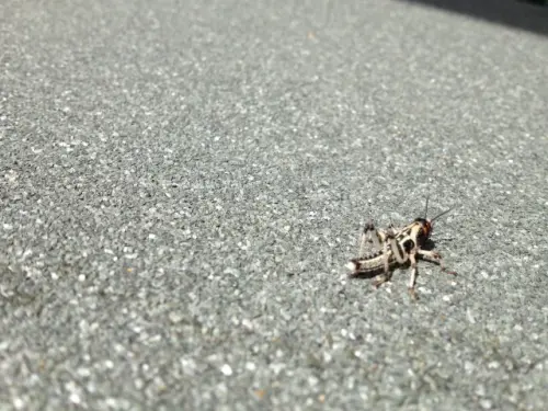 Cricket-Control--in-Bridal-Veil-Oregon-cricket-control-bridal-veil-oregon.jpg-image