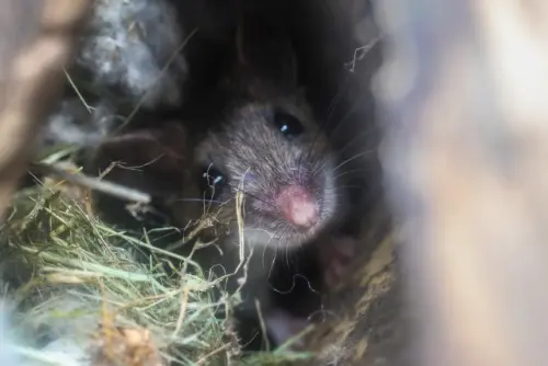 Mice-Extermination--in-Aumsville-Oregon-mice-extermination-aumsville-oregon.jpg-image