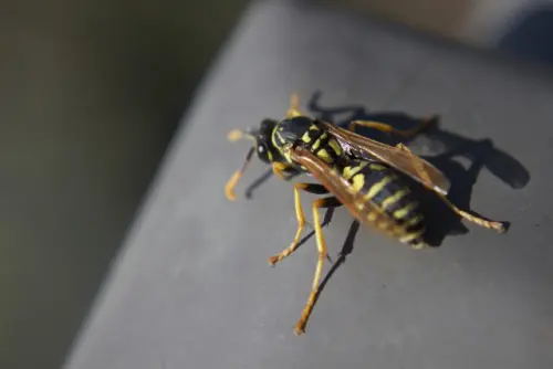 Wasp-Removal--in-Bridal-Veil-Oregon-wasp-removal-bridal-veil-oregon.jpg-image